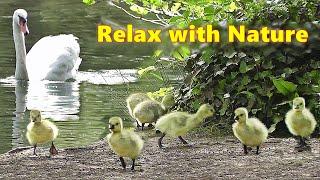 Dog TV Videos at The Beautiful Spring Lake ~ Relaxing TV for Dogs