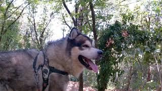 monte san Bartolo Pesaro  alaskan malamute