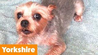 Cutest Yorkies (Yorkshire Terriers) | Funny Pet Videos