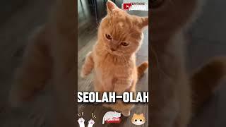 kucing galak tapi gemoy