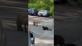 Fox vs cat