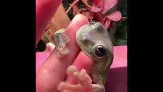 one girl one frog viral video link | One girl one frog original video | ONE GIRL ONE FROG VIDEO