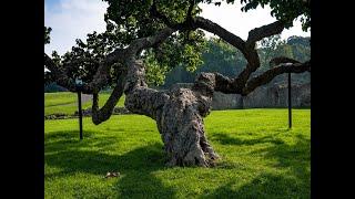 Morus Londinium: London’s Heritage through Trees, UNITED KINGDOM