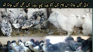 Visit Top Quality Fancy Hens Setup in Karachi || Fancy Hens buisness in Pakistan || #B4birds