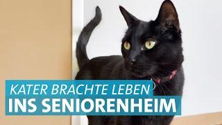 Die Katze, die Aufzug fuhr -  Stuttgarter Seniorenheim trauert um geliebten Kater Smokey