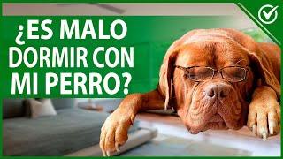  ¿Dormir con Perros es Malo? Conoce los Riesgos a tu Salud 