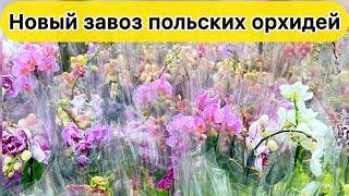 Красивый завоз орхидей в магазин. Выбрать и купить орхидею в магазине