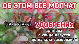 ЕСЛИ ХОТИТЕ, ЧТОБЫ #РОЗЫ ЗИМОВАЛИ БЕЗ УКРЫТИЯ - ВОТ ВАМ МОЙ #СЕКРЕТ.