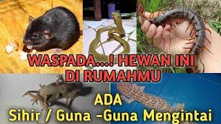 5 Hewan Pembawa Sihir Di Rumahmu~WASPADA..!