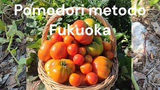 Pomodori metodo Fukuoka:  naturali senza irrigazione