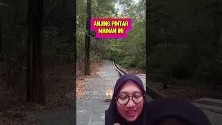 ANJING PINTAR MAINAN INI #alurfilm #beritaterkini #alurceritafilmseru #shortvideo #beritaterbaru