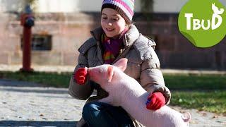 Schwein gehabt (Folge 13) | Tiere bis unters Dach