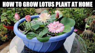 How To Grow Lotus Plant | FULL INFORMATION
