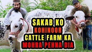 Ab Kesa Lag Raha Hai? Sakab Ko Kohinoor Cattle Farm Ka Mohra Pehna Diya Qurbani Bull Memorable Vlogs