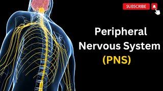 Peripheral nervous system EXPLAINED: A comprehensive guide to PNS.