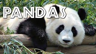 All About Pandas for Kids - FreeSchool
