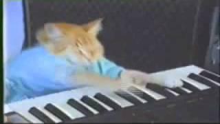 Keyboard Cat 10 hours