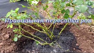 Правильная пересадка роз. Питомник растений Е. Иващенко