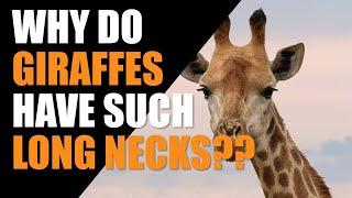 Why Do Giraffes Have Such Long Necks?