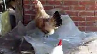 Crowing hen