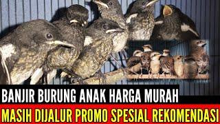  DIJAMIN MURAH ! SPESIAL REKOMENDASI FULL BURUNG LOKAL & IMPORT MASIH DIJALUR PROMO 0838-7553-6945