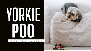 The Yorkie Poo: Complete Breed Guide. Size, Pros & Cons, Health Issues