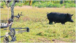 SHOOTING as many WILD PIGS as I CAN in 1 DAY | Bowhunting Challenge