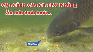 Cận Cảnh Câu Cá Trôi Khủng Ăn Mồi Dưới Nước Tuyệt Đẹp || Fishing and Catch