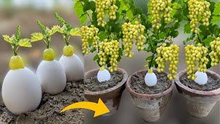 How To Grow Grapes From Grape Fruit in Eggs Using Banana | How To Plant Grapes | Growing Grapes