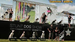 The Canine Stars Stunt Dog Show