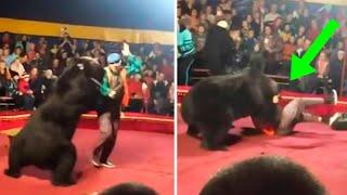 9 Times The Circus Went Terribly Wrong!
