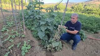 ÜLKER HANIM BAHÇEYİ BİZE EMANET ETTİ BU HASTALIĞI BİLEN VARMI