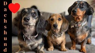 Cutest and Innocent Dachshund Faces. Mix Dog Video IG Compilation weiner puppies Perros salchicha