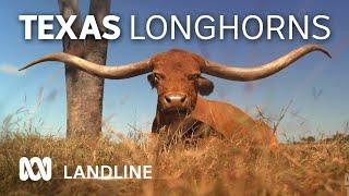 Queensland longhorn cattle breeders are proving not everything is bigger in Texas | ABC Australia