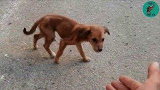 Another puppy in shocking condition, dumped in trash... - Takis Shelter