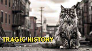 The Maine Coon's Dark & Tragic History (why did people do this?)