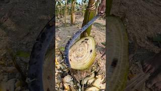 banana tree satisfy cutting, 4 #satisfying #asmr #shorts #foryou