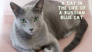 A Day in the Life of a Russian Blue Cat | Sebastian Edition 