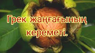 Грек жаңғағының кереметі.Жаңғақтың пайдасы. Польза ореха#жангак.жантақ.