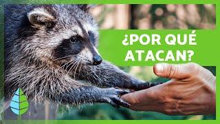 ¿Los MAPACHES son AGRESIVOS?  | Ataques de Mapaches a Personas