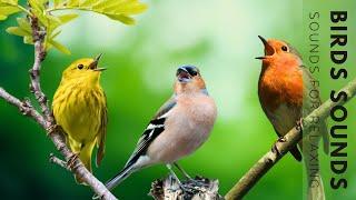 Birds Singing - Stunning Nature, Stress Relief, Relaxing Birds Sound, Soothing Birds Chirping