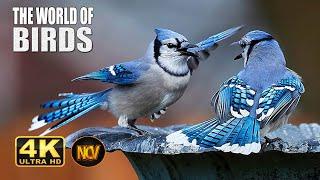 Wild Birds Special Collection 8K VIDEO ULTRA HD HDR 60FPS  || Amazing Birds 4K Video ||  NCV || #7