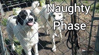 The Truth About the TEEN PHASE of Livestock Guardian Dogs  #LGDs