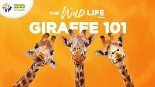 The Vertically-Blessed World of GIRAFFES - The Wild Life