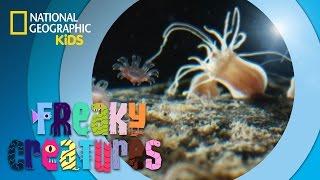 Tiny Jellyfish Become Giants | Freaky Creatures