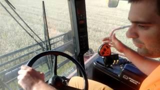 Maksym harvesting winter wheat with combine Case IH 2388