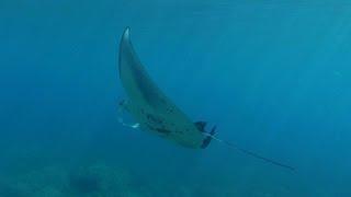 Kailua Kona Pier Snorkeling Big Island Hawaii