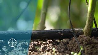 The Drip Irrigation System