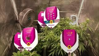 3 Royal Queen Seeds im Vergleich – O.G. Kush, Watermelon & Alien OG | Indoor Grow Guide