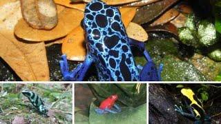 10 MOST DANGEROUS ANIMALS OF AMAZON RAINFORESTS